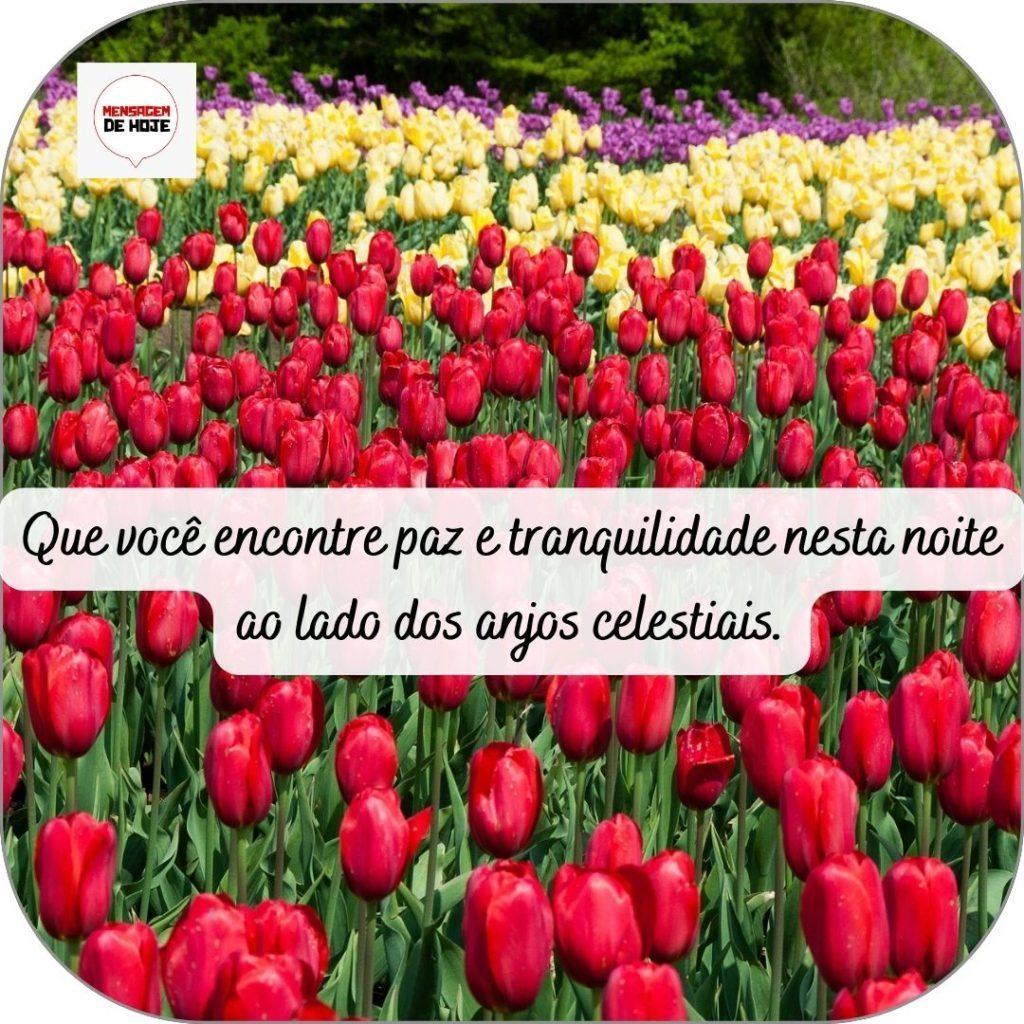 Boa Noite 22 de abril de 2022 5