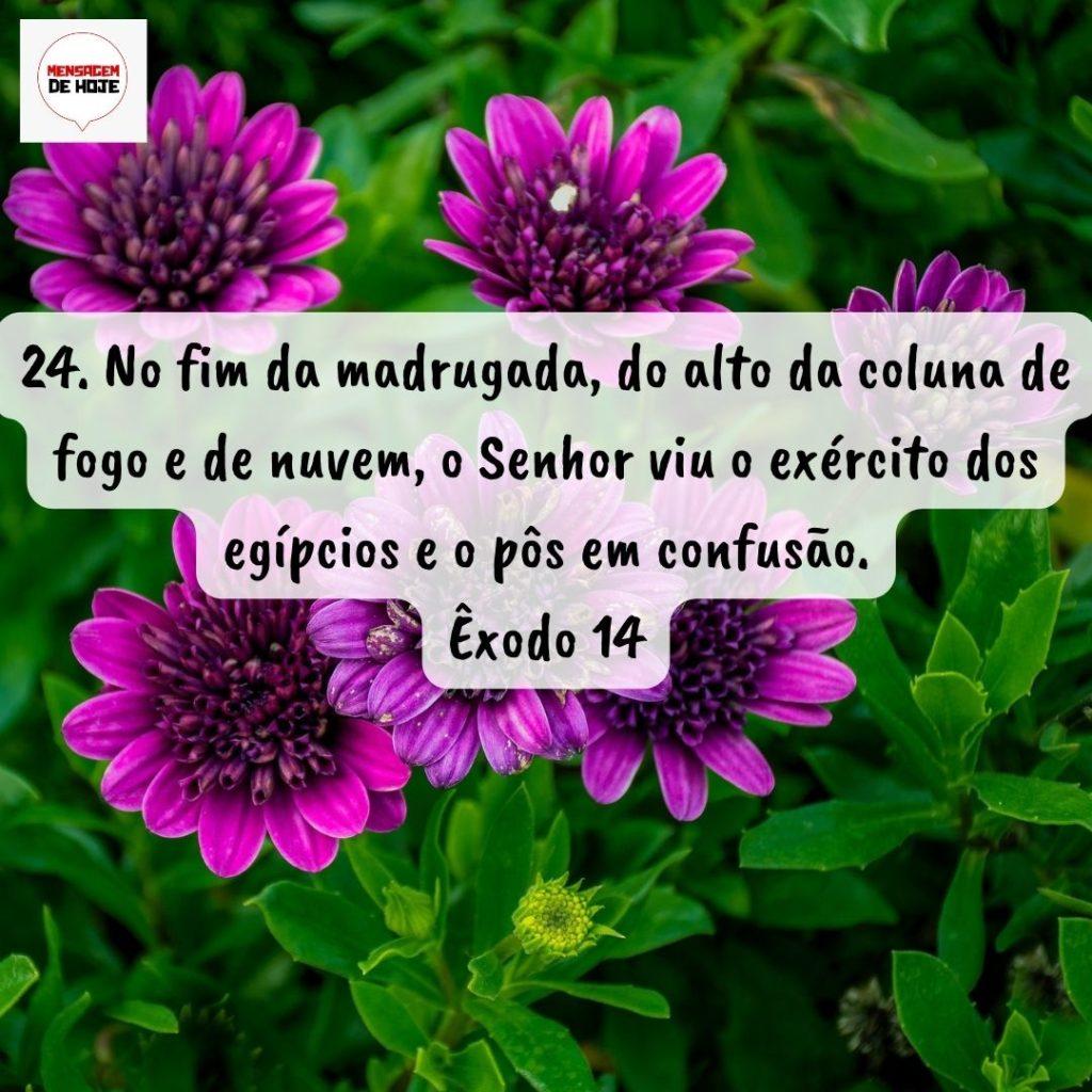 Salmos 26 de Agosto de 2022 19