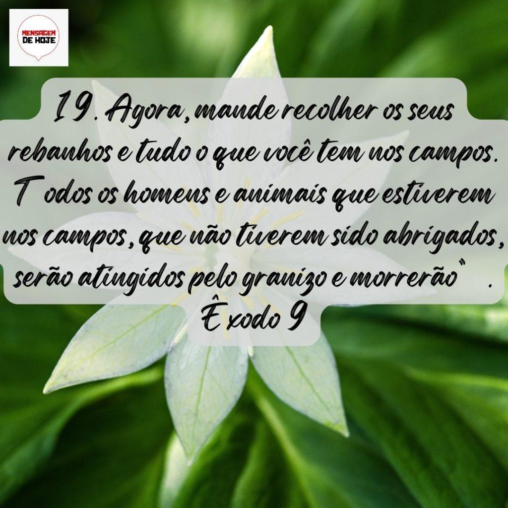 Salmos 19 de Agosto de 2022 9