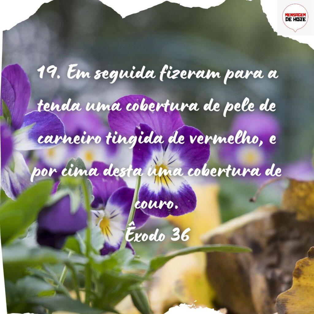 Salmos 16 de Novembro de 2022 3