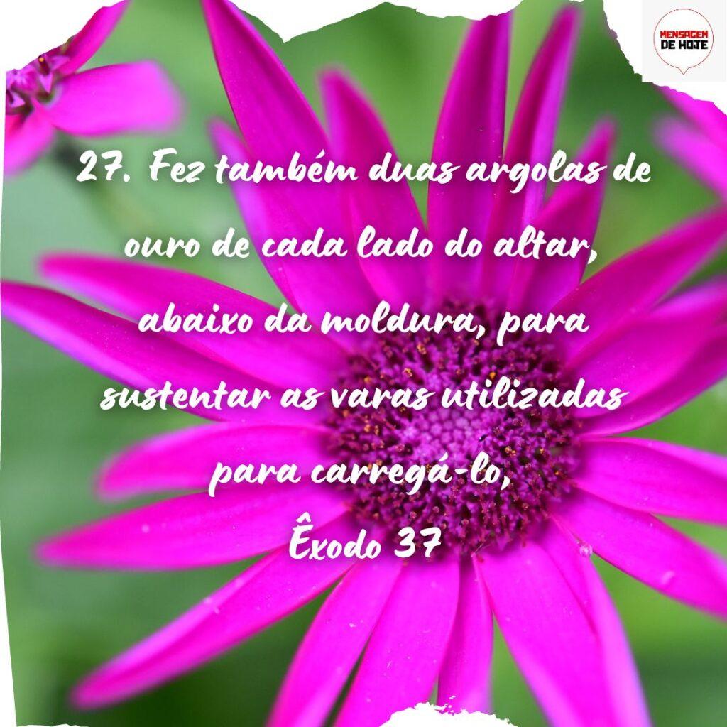 Salmos 21 de Novembro de 2022 13