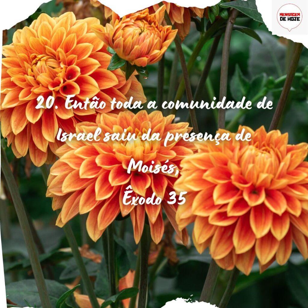 Salmos 13 de Novembro de 2022 15