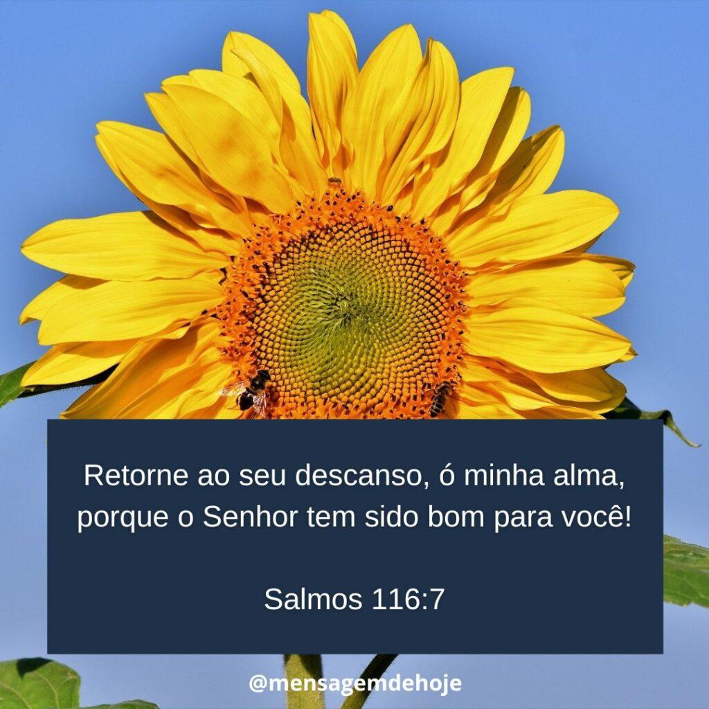 Boa Noite 23 de Janeiro de 2023 15