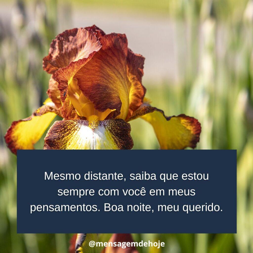 Boa Noite 11 de Janeiro de 2023 3