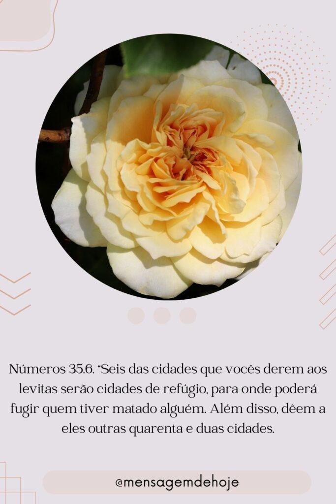 Salmos 21 de Julho de 2023 11
