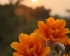 Desperte sua Força Interior: Um Bom Dia de Renovação e Propósito 8 Desperte sua Força Interior: Um Bom Dia de Renovação e Propósito 7