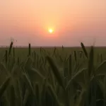 Salmos 23:1 - O Senhor é o Meu Pastor 18