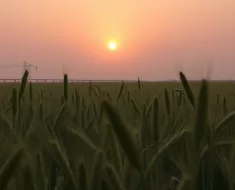Salmos 23:1 - O Senhor é o Meu Pastor 11