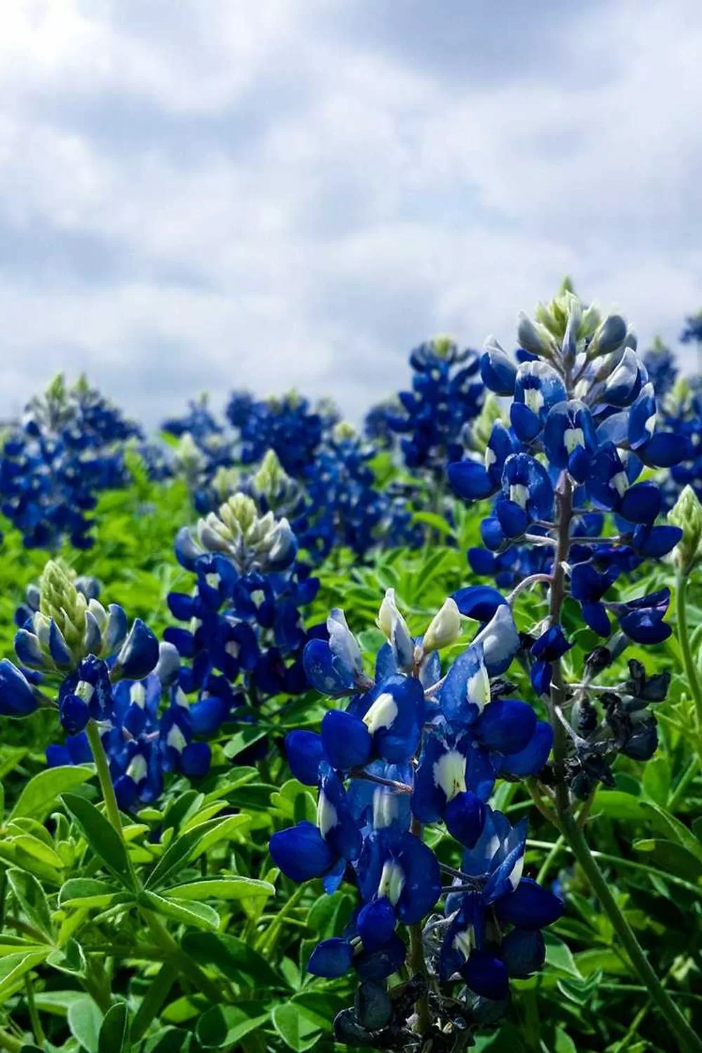 Identidade em Cristo: Reflexões Bíblicas e Ensinamentos