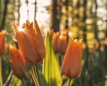 versículos bíblicos que fortalecem a autoestima feminina: Reflexões Bíblicas e Ensinamentos 15