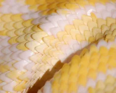 Boa noite!!! O coração que se... 7