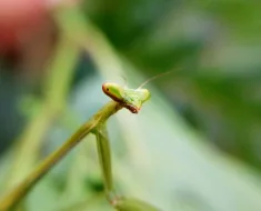 Deus nos concede, a cada dia,... 7