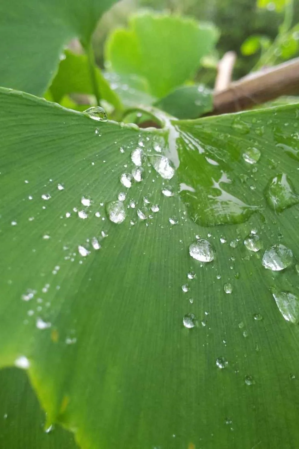 mulher virtuosa na Bíblia: Reflexões Bíblicas e Ensinamentos