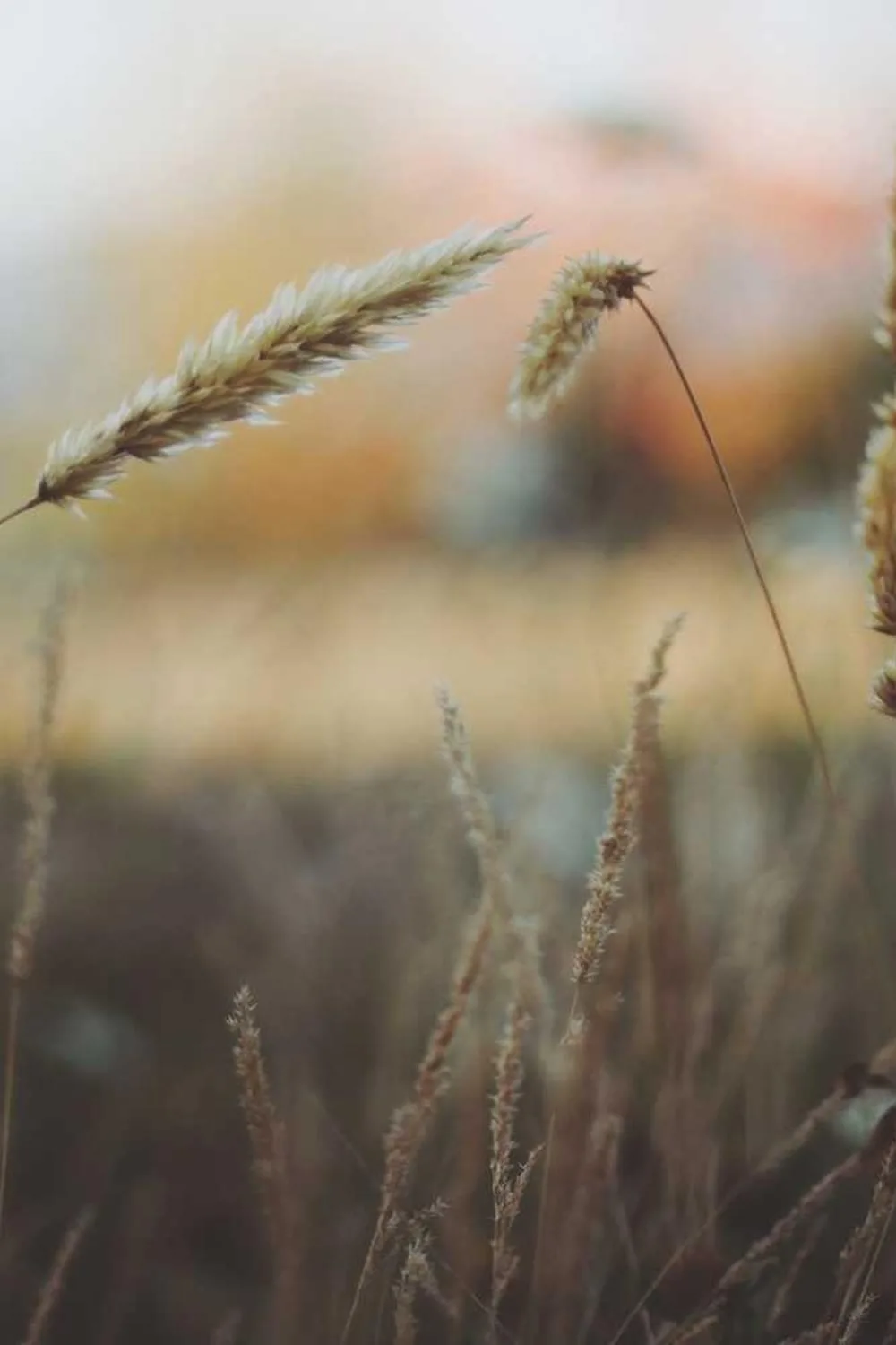 versículos da bíblia católica sobre gratidão: Reflexões Bíblicas e Ensinamentos