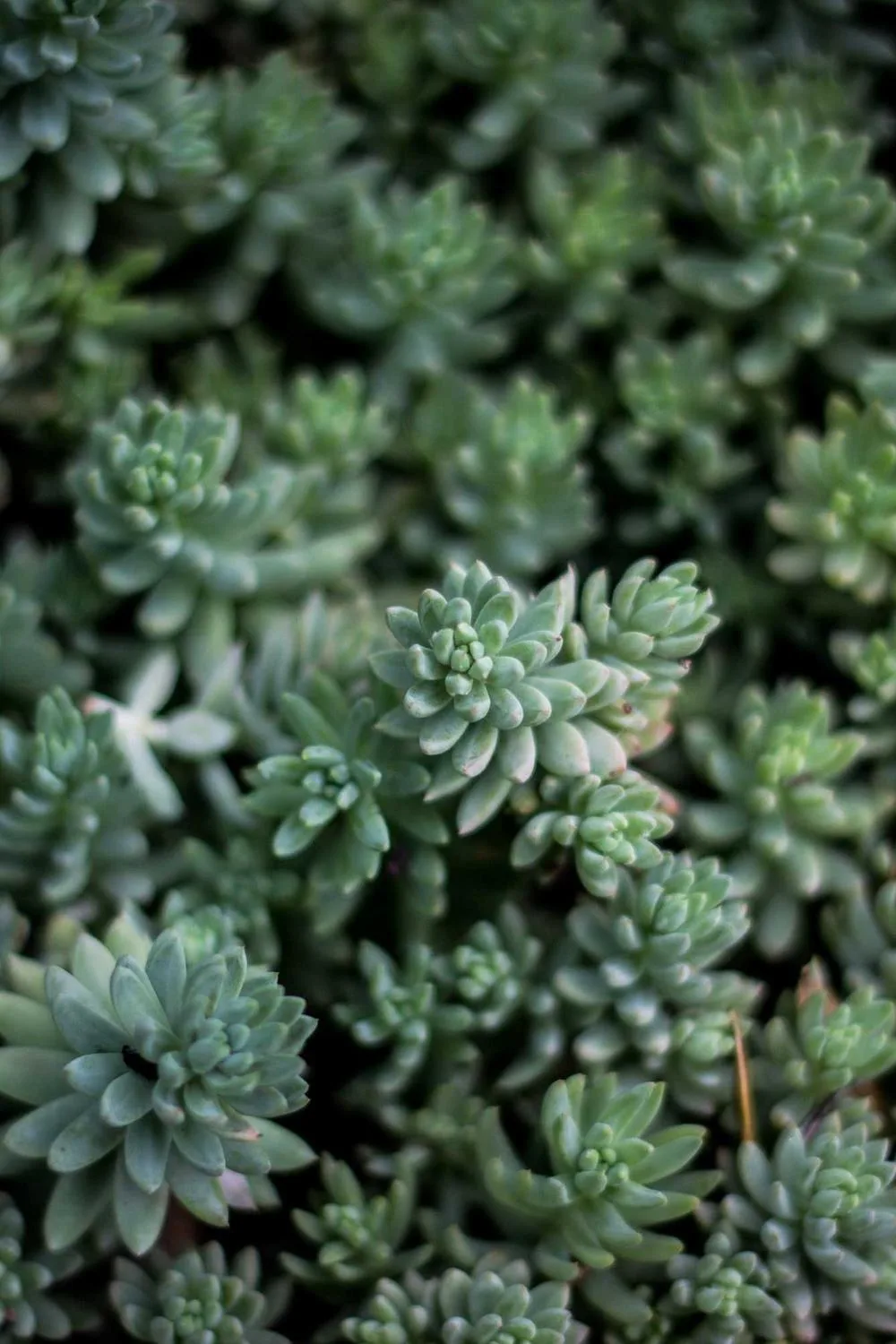 mulheres que testemunharam milagres: Reflexões Bíblicas e Ensinamentos