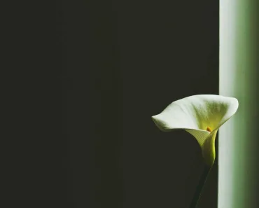 passagens da bíblia católica sobre família: Reflexões Bíblicas e Ensinamentos 15