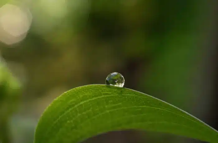 O que a natureza ensina sobre esperar o tempo certo: uma lição para a alma ansiosa